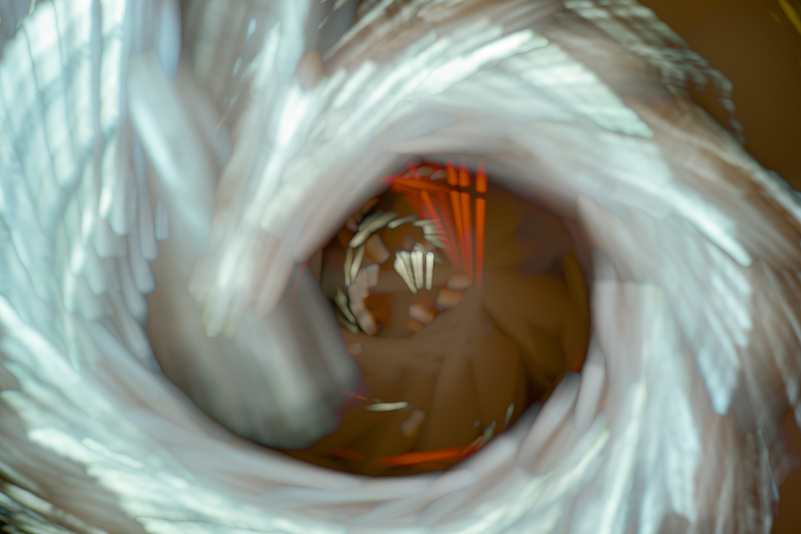 Eye