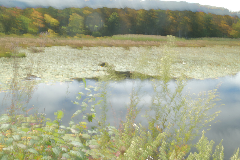 Summer Pond